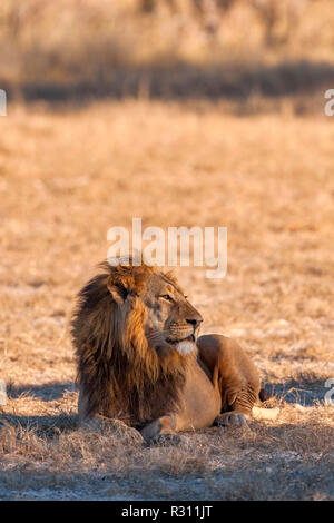 Eine große männliche Löwe in Simbabwe Hwange National Park gesehen. Stockfoto