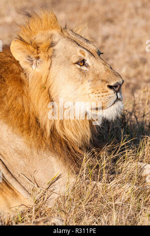 Eine große männliche Löwe in Simbabwe Hwange National Park gesehen. Stockfoto