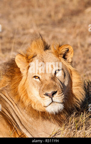 Eine große männliche Löwe in Simbabwe Hwange National Park gesehen. Stockfoto