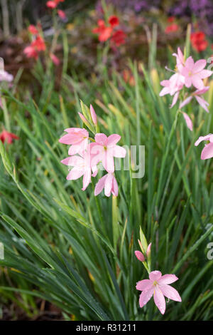 Hesperantha coccinea 'Marietta' Blumen. Stockfoto