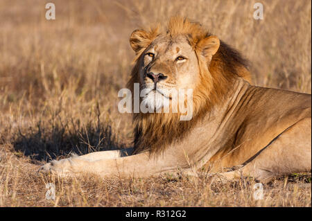 Eine große männliche Löwe in Simbabwe Hwange National Park gesehen. Stockfoto