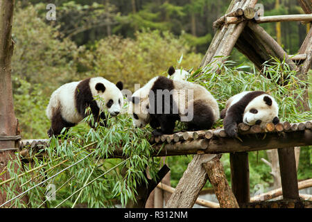 Panda Jugendliche spielen auf konstruierten Plattform, Wald im Hintergrund. Wolong Nature Reserve. Stockfoto