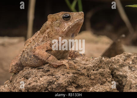 Die südamerikanischen Erdkröte (Rhinella margaritifera) von Madre de Dios, Peru. Stockfoto