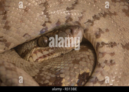 Eine Nahaufnahme Bild eines wilden Amazon tree Boa (Corallus Hortulanus) von Madre de Dios, Peru. Stockfoto