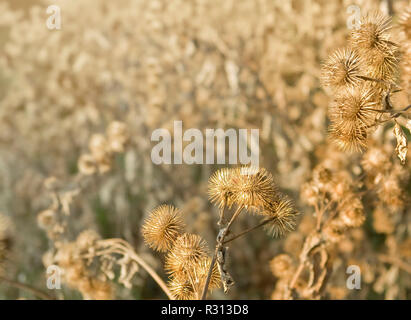 Sere braun cocklebur Stockfoto