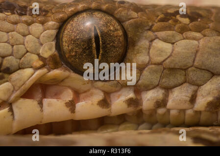 Eine Nahaufnahme Bild eines wilden Amazon tree Boa (Corallus Hortulanus) von Madre de Dios, Peru. Stockfoto