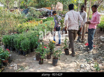 Chandigarh, Punjab, Indien. 20 Nov, 2018. Anbieter werden gesehen, Blumen auf dem Markt in Chandigarh anordnen. Chandigarh ist eine Stadt und ein Land in Indien, dient als die Hauptstadt der zwei benachbarten Staaten Haryana und Punjab. Chandigarh ist durch den Bundesstaat Punjab grenzt im Norden, Westen und Süden und den Zustand von Haryana im Osten. Die Bevölkerung von Chandigarh im Jahr 2018 nach Schätzungen ist 1,230,763. Credit: Saqib Majeed/SOPA Images/ZUMA Draht/Alamy leben Nachrichten Stockfoto