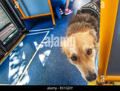 Neugierige Hilfe Hund, Hund, ausgebildet im Bereich der Hilfe für eine Person mit einer Behinderung auf London Bus unterstützen oder Stockfoto
