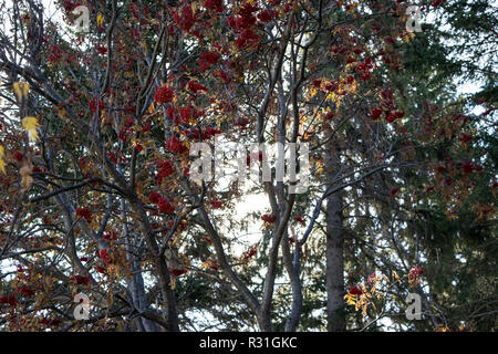 Herbstszene Stockfoto