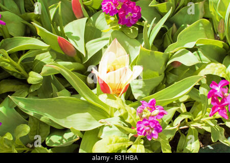 Eine rot-weiße Gruppe Tulpen in einem Blumenbeet. Stockfoto