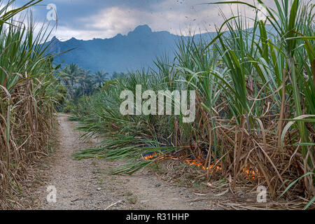 Brennen von Zuckerrohr (Saccharum officinarum), Felder am Vorabend der Ernte verbrannt sind, Viti Levu, Fidschi Stockfoto