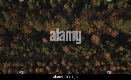 Niederländische Herbst Wald. Straße schneiden Durch die niederländischen Wald. Stockfoto