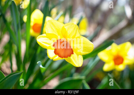 Einen kleinen Patch der gelben Narzissen im Sonnenlicht. Stockfoto