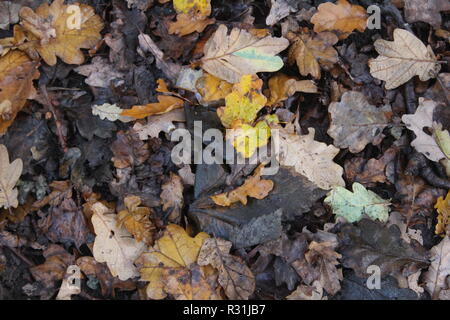 Blätter zerlegen auf Waldboden im Britischen Woodland in Yorkshire, Großbritannien Stockfoto
