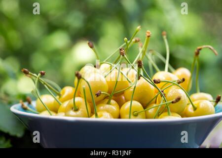 Gelbe Kirsche in einer Schüssel in den Garten Stockfoto