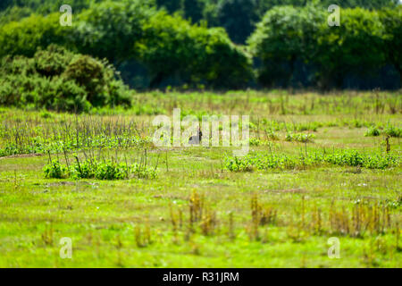 Foto eines wilden Kaninchen weiden im Sommer Wiese, Wald und grünen Sträuchern im Hintergrund, Stockfoto