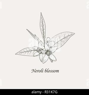 Zweig der orange Baum mit weißen duftenden Blüten, Knospen und Blätter. Neroli Blüten schwarz und weiße Hand Zeichnung Vector Illustration. Stock Vektor