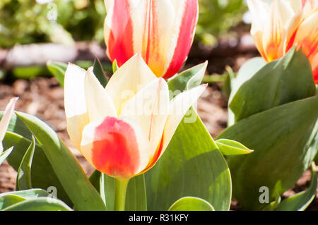 Eine rot-weiße Gruppe Tulpen in einem Blumenbeet. Stockfoto