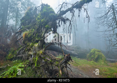 Landschaft mit riesigen entwurzelte Baum im Wald Stockfoto