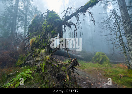 Landschaft mit riesigen entwurzelte Baum im Wald Stockfoto