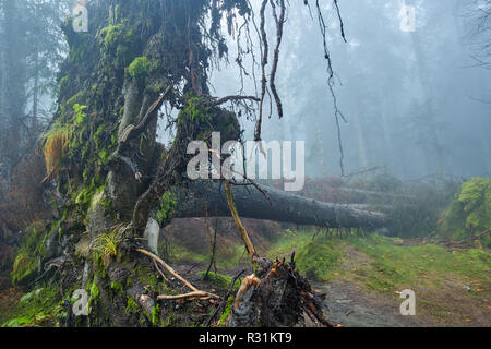 Landschaft mit riesigen entwurzelte Baum im Wald Stockfoto