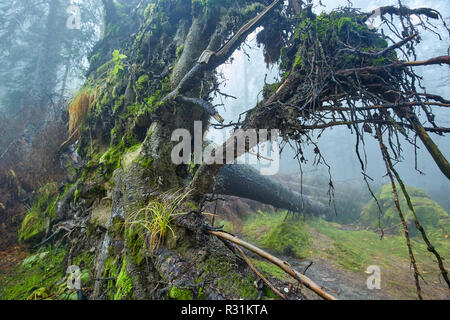 Landschaft mit riesigen entwurzelte Baum im Wald Stockfoto