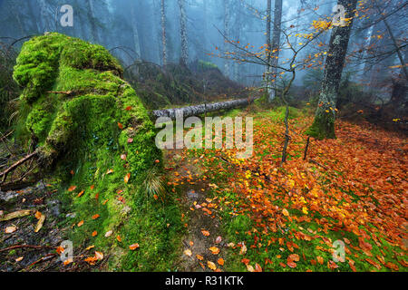 Landschaft mit riesigen entwurzelte Baum im Wald Stockfoto