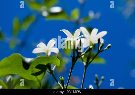 Azoren Jasmin (Jasminum azoricum) Blume im Garten, blühenden Jasmin Stockfoto