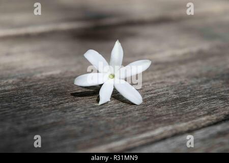 Azoren Jasmin (Jasminum azoricum) Blüte auf dem hölzernen Tisch Stockfoto