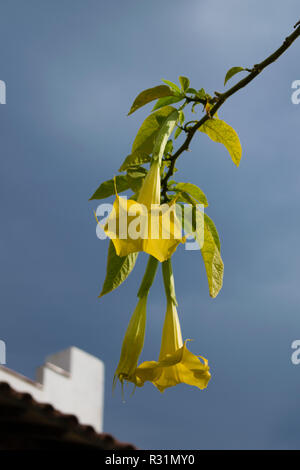 Gelber Engel Trompete Blume in voller Blüte. Stockfoto