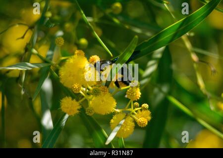 Blüte der Mimosa Tree (Acacia pycnantha, golden wattle) Schließen im