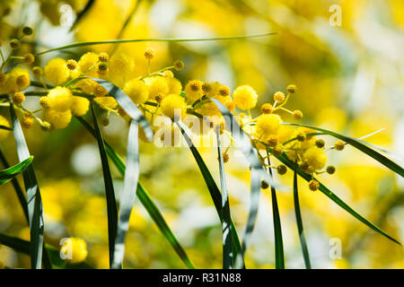 Blüte der Mimosa Tree (Acacia pycnantha, golden wattle) Schließen im Frühjahr, helle gelbe Blumen, coojong, goldenen Kranz wattle, orange Wattle, Stockfoto