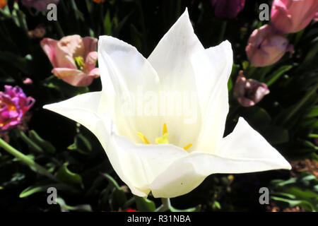 Eine große weiße Lilie isoliert auf dem Hintergrund von anderen Blumen in der Dunkelheit. Stockfoto