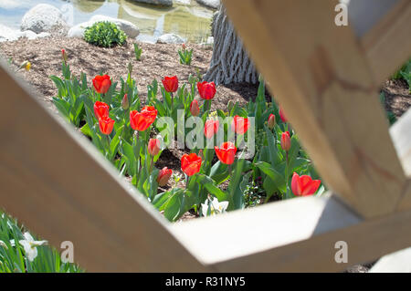 Auf der Suche nach einem Patch von roten Tulpen durch einen wunderschönen Wald Zaun. Stockfoto