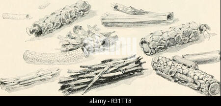 Die Harfe Augen; ein Rambler Kalender von 52 Wochen unter den Insekten, Vögel und Blumen' (1896) Stockfoto