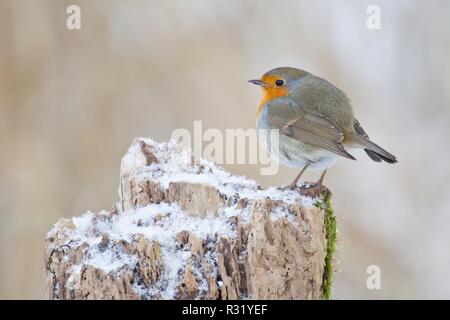 Robin Stockfoto