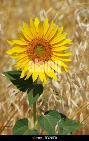 Sonnenblumen Feld - Sonnenblumen Feld 12 Stockfoto