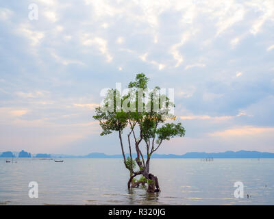 Einsame Mangrove Tree im seichten Wasser mit Berg und Insel, schöner Strand und Sonnenuntergang Himmel mit Wolken Hintergrund. Stockfoto