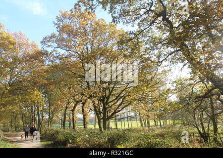 Britische Wälder im Herbst mit dappled Sonnenlicht durch die Baumkronen mit Waldspaziergang durch ihn läuft mit Hundebesitzer wandern. Stockfoto