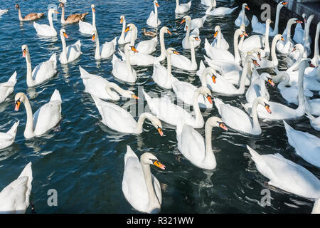 Riesige Gruppe von Schwänen in der See Stockfoto