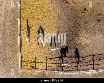 Gruppe von rassigen Pferden wandern und Beweidung im Fahrerlager in der Nähe von Stabil. Langer abend Nachmittag Schatten. Schöne Tiere auf der Farm oder Ranch. Antenne top Stockfoto