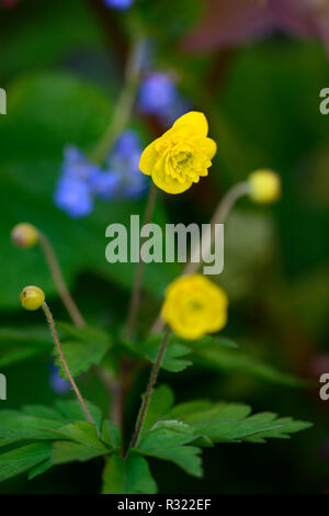 Pflügen Linda, Gelb, Doppel, Anemonen, Blumen, Blume, Blumen, Holz, Wald, Schatten, Schatten, Schatten, Pflanzen, RM floral Stockfoto