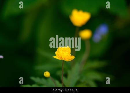 Pflügen Tafka, Gelb, Doppel, Anemonen, Blumen, Blume, Blumen, Holz, Wald, Schatten, Schatten, Schatten, Pflanzen, RM floral Stockfoto