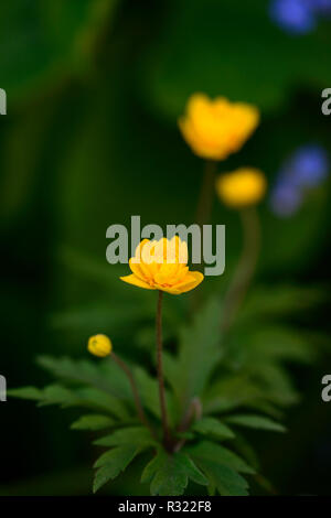 Pflügen Tafka, Gelb, Doppel, Anemonen, Blumen, Blume, Blumen, Holz, Wald, Schatten, Schatten, Schatten, Pflanzen, RM floral Stockfoto