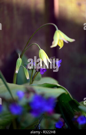 Erythronium Pagoda, Pulmonaria Blue Ensign, Frühling, Blumen, Blume, Blüte, Gelb, Blau, RM Floral Stockfoto