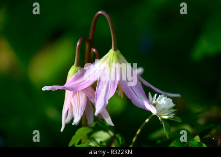 Erythronium das revolutum rosa Schönheit, Anemone officinalis bracteata pleniflora, weiß, Double, Anemonen, Blumen, Blume, Blumen, Holz, Wald, Schatten, Schatten, Schatten Stockfoto