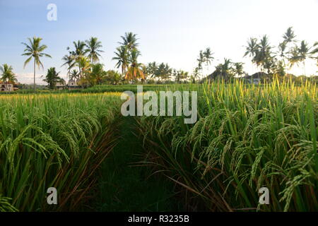 Reisfeld in Indonesien bei Sonnenaufgang morgen Stockfoto