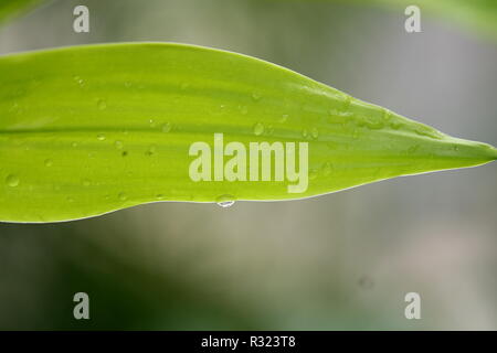 Tautropfen Stockfoto