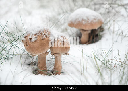 Pilze unter dem Schnee. Frosty Pilz outdoor im Winter Stockfoto