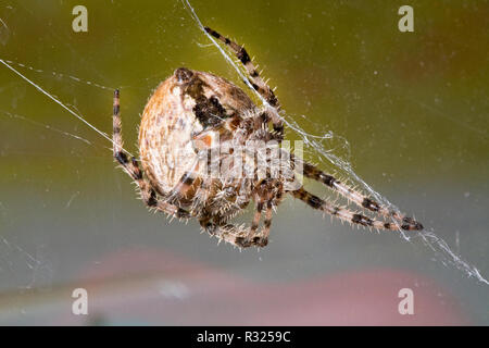 Ein großes Kreuz orbweaver Spinne, Araneus diadematus, hängend von Litzen aus Seide in der Web. Stockfoto